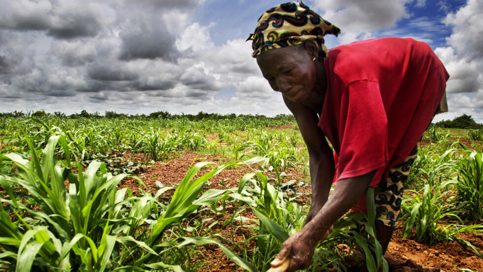 Togo/Restauration des paysages forestiers : Les avantages de la mise en ...